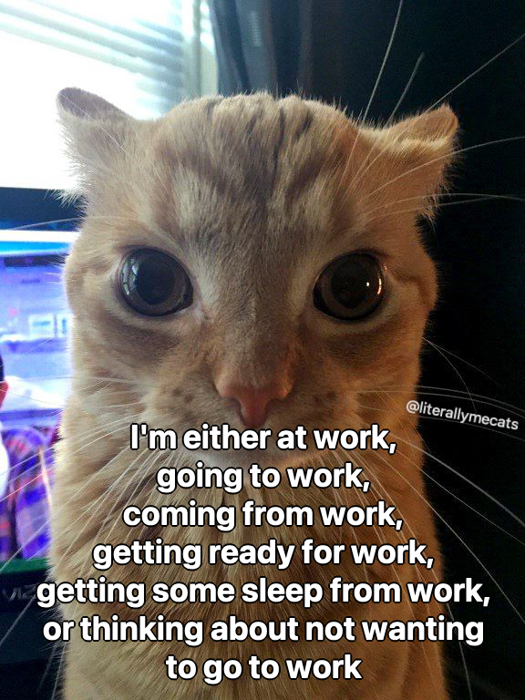 literallymecats's tweet photo. https://t.co/IhhNa7iMCn