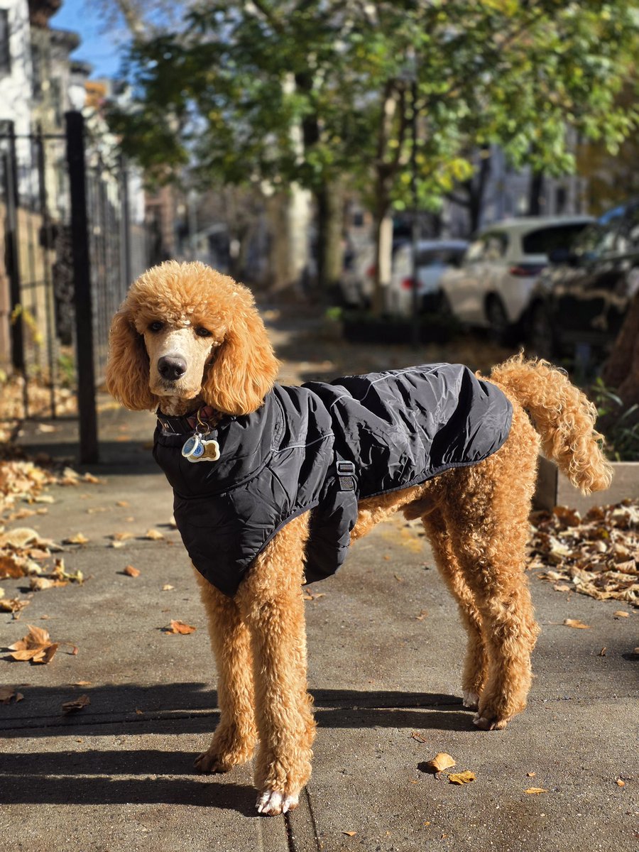 Guess who got Pooch of the Week at daycare? Your favorite fur