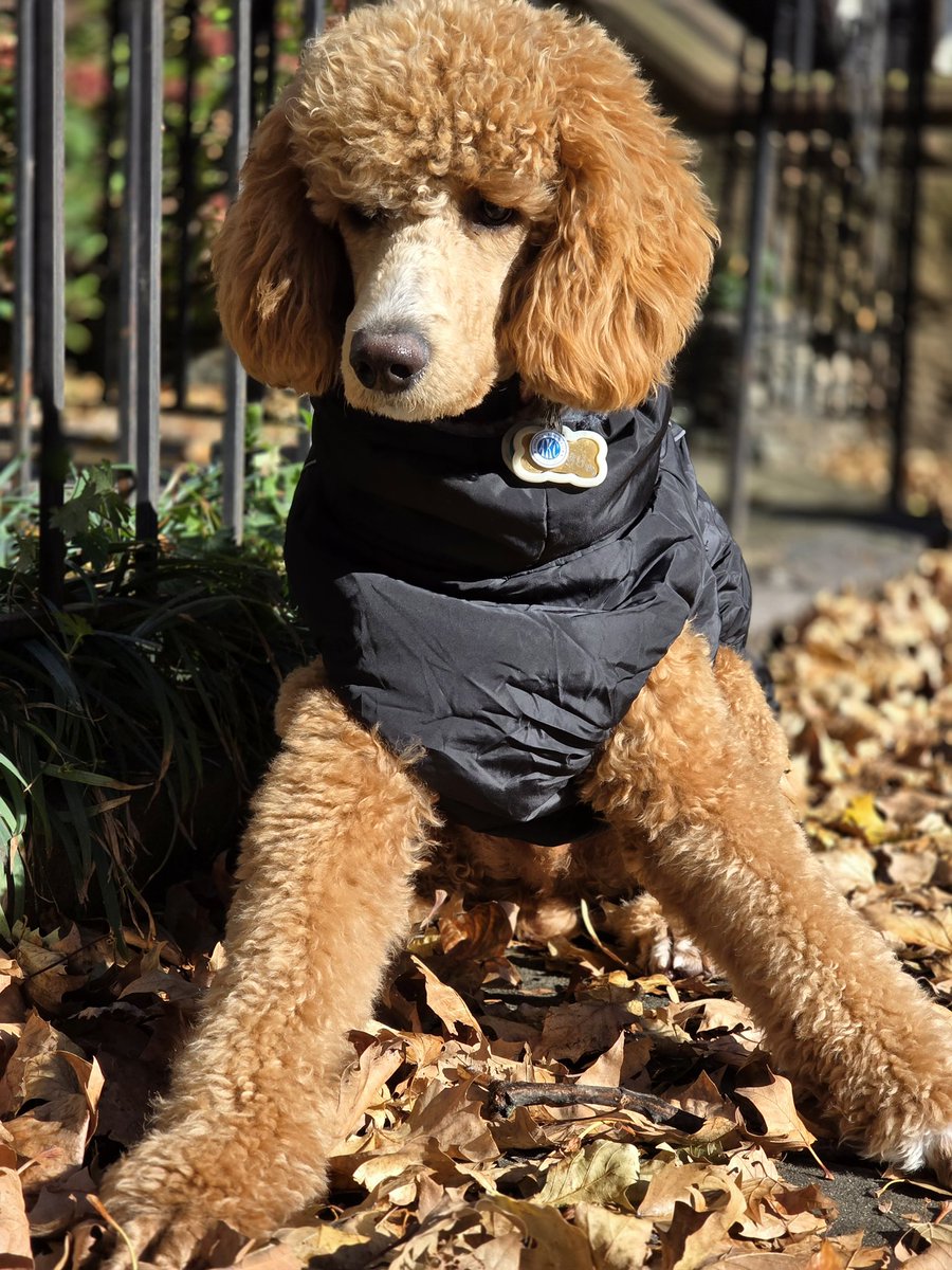 【値下げ不可】nodress poodle jacket Guess who got Pooch of the Week at daycare? Your favorite fur