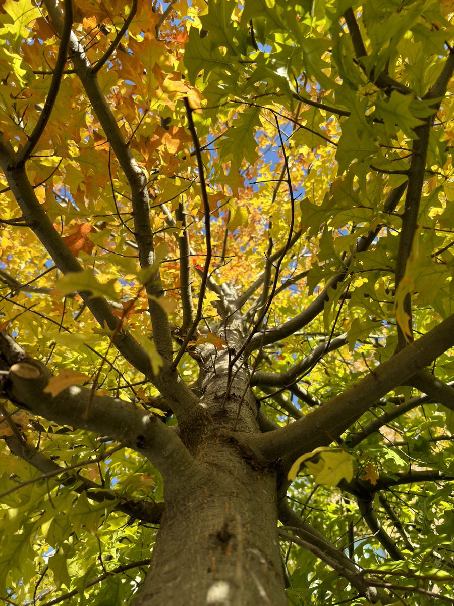 davidwattsjr's tweet image. Fall colors in Dallas.