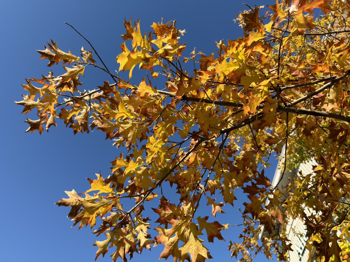 davidwattsjr's tweet image. Fall colors in Dallas.