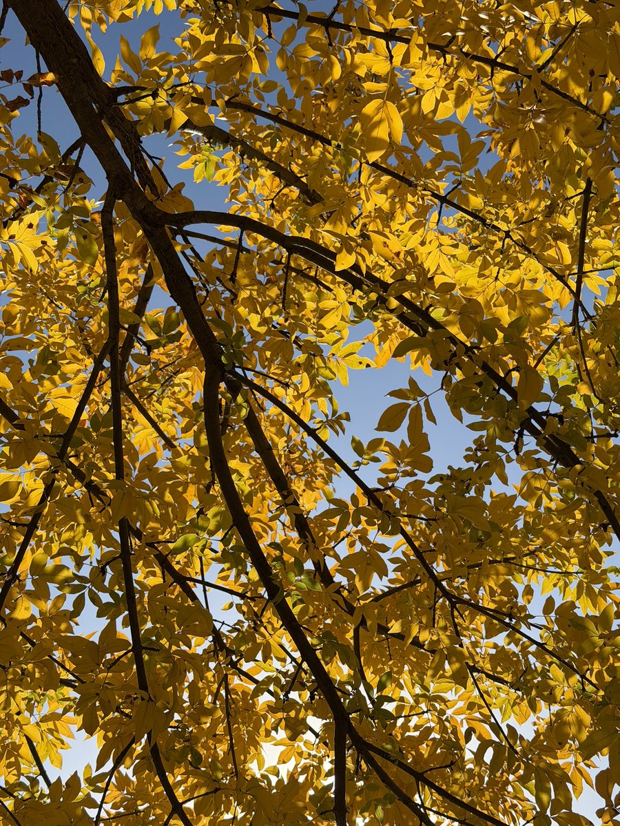 davidwattsjr's tweet image. Fall colors in Dallas.