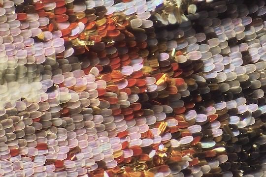close-up of a butterfly wing ʚїɞ