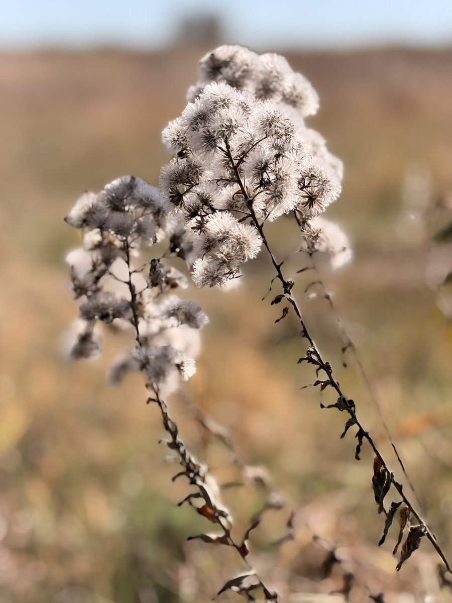 davidwattsjr's tweet image. Nature’s colors.