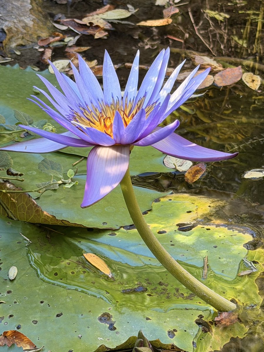 davidwattsjr's tweet image. Nature’s colors.