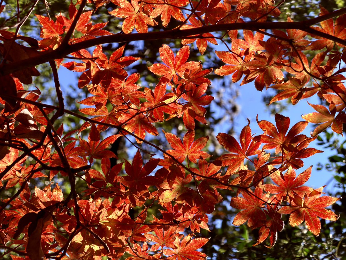 davidwattsjr's tweet image. Nature’s colors.