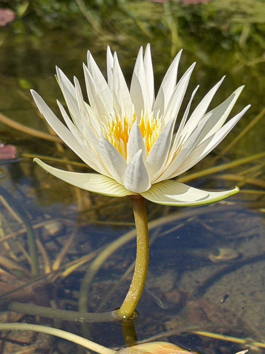 davidwattsjr's tweet image. Nature’s colors.