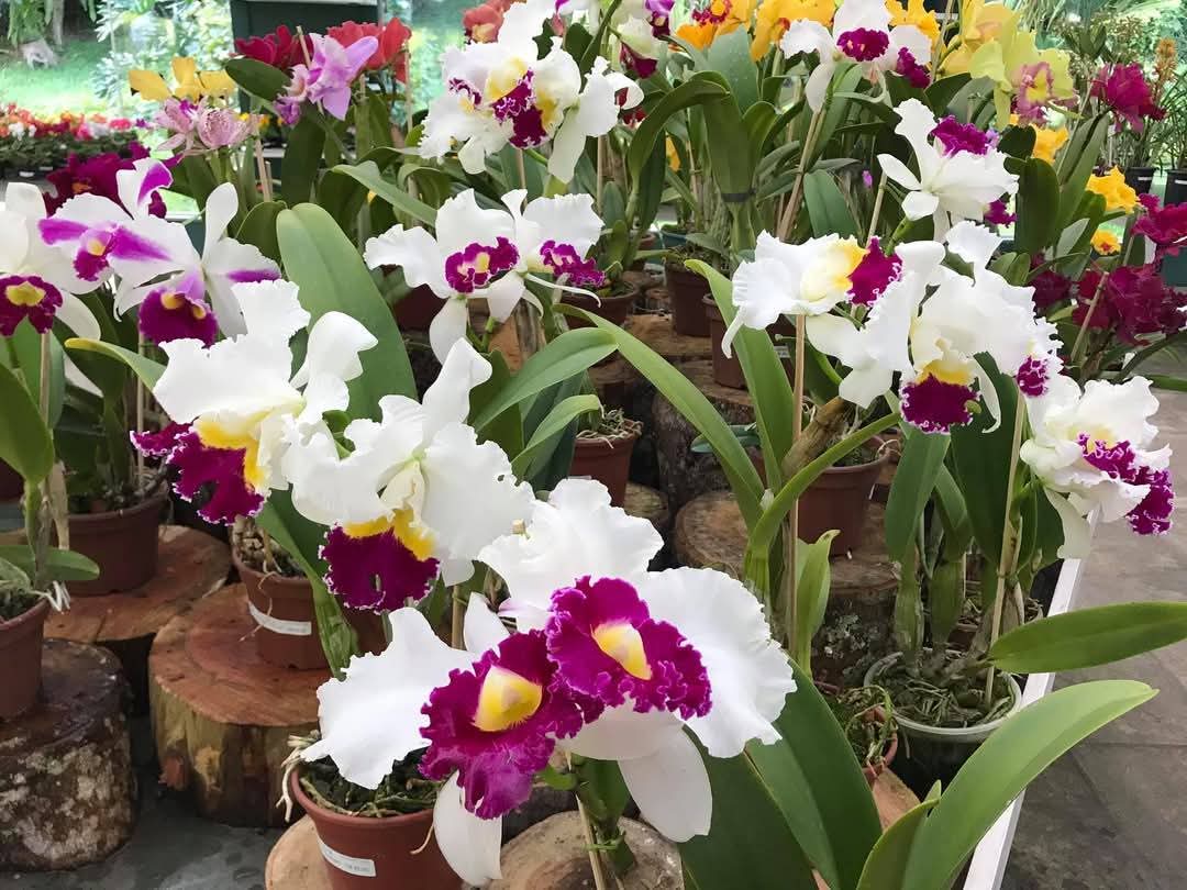 SandroM73059409's tweet image. 🌹 A vida é mais bela com viagens e flores 🌹
Sandro Mendes, Guia de Turismo 

🌹 Life is more beautiful with travel and flowers 🌹

🌹 La vita è più bella con i viaggi e i fiori 🌹
🌹 🌷 #floresnafotosm🌹 🌷

#pazebem