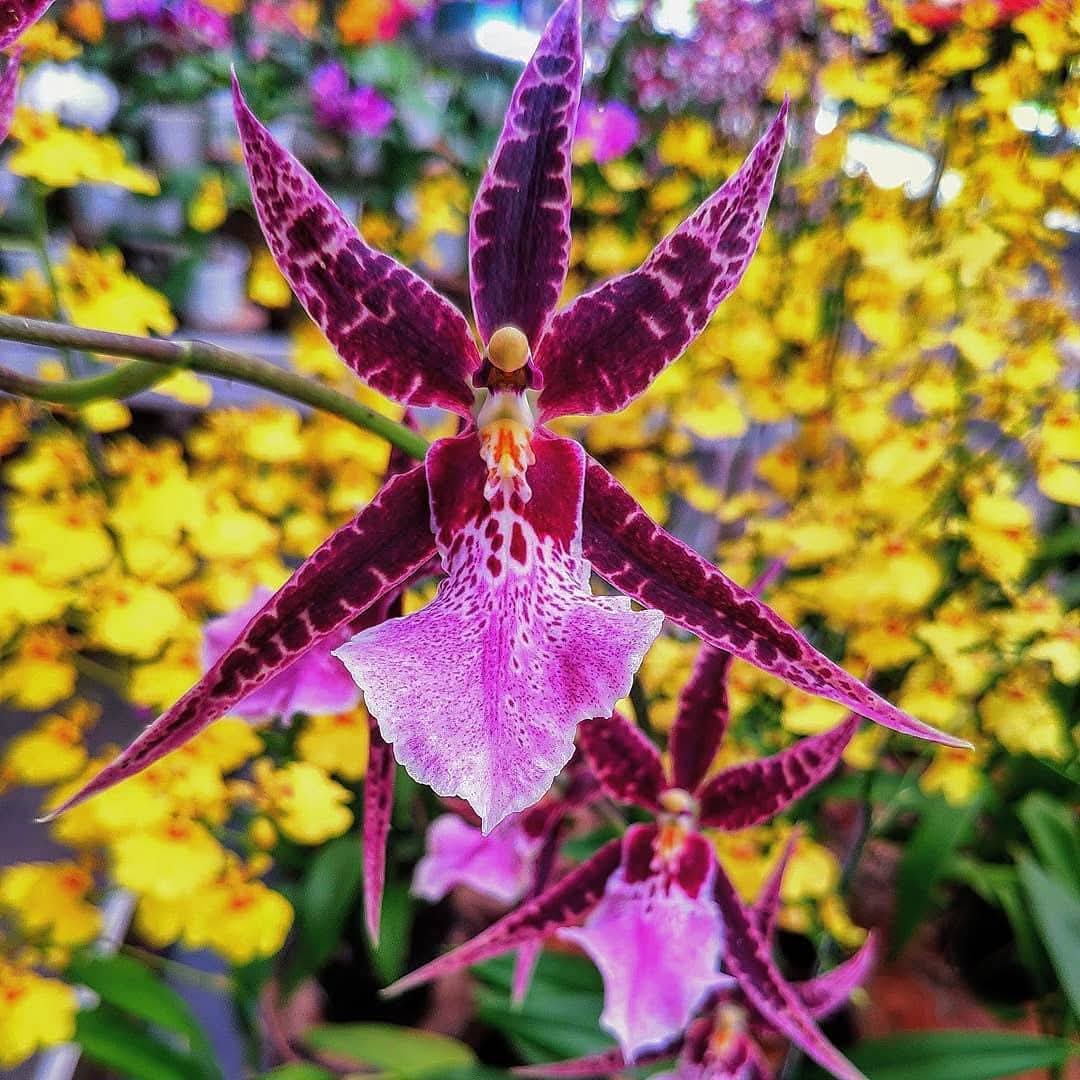 SandroM73059409's tweet image. 🌹 A vida é mais bela com viagens e flores 🌹
Sandro Mendes, Guia de Turismo 

🌹 Life is more beautiful with travel and flowers 🌹

🌹 La vita è più bella con i viaggi e i fiori 🌹
🌹 🌷 #floresnafotosm🌹 🌷

#pazebem