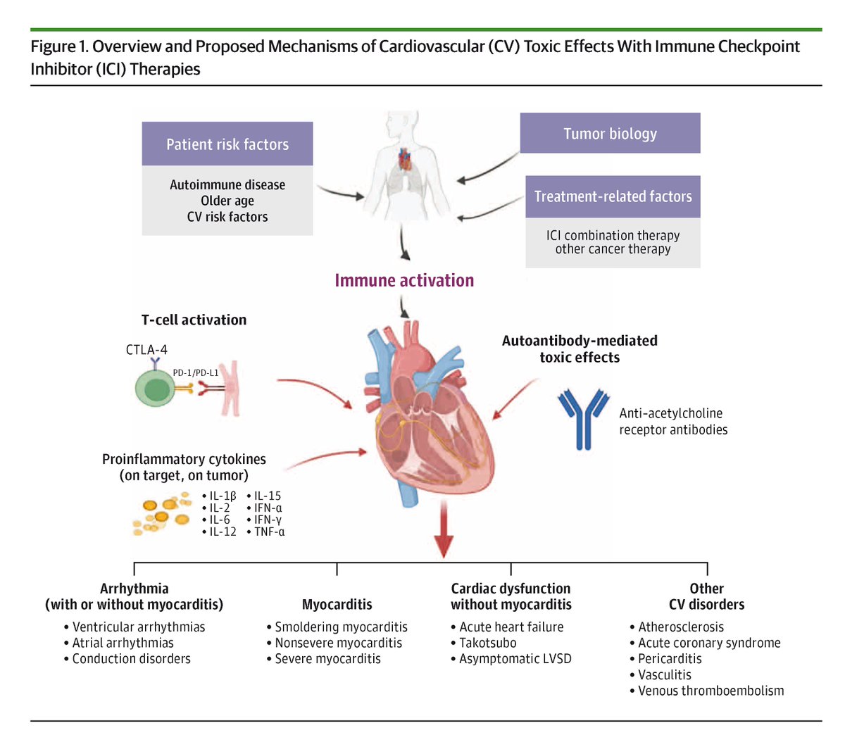 JAMAOnc's tweet image. Cross-disciplinary international position statement summarizes the current understanding of CV toxic effects associated with ICI therapy, including strategies for diagnosis, treatment, and potential rechallenge and an outline of relevant knowledge gaps. ja.ma/47FVdNs