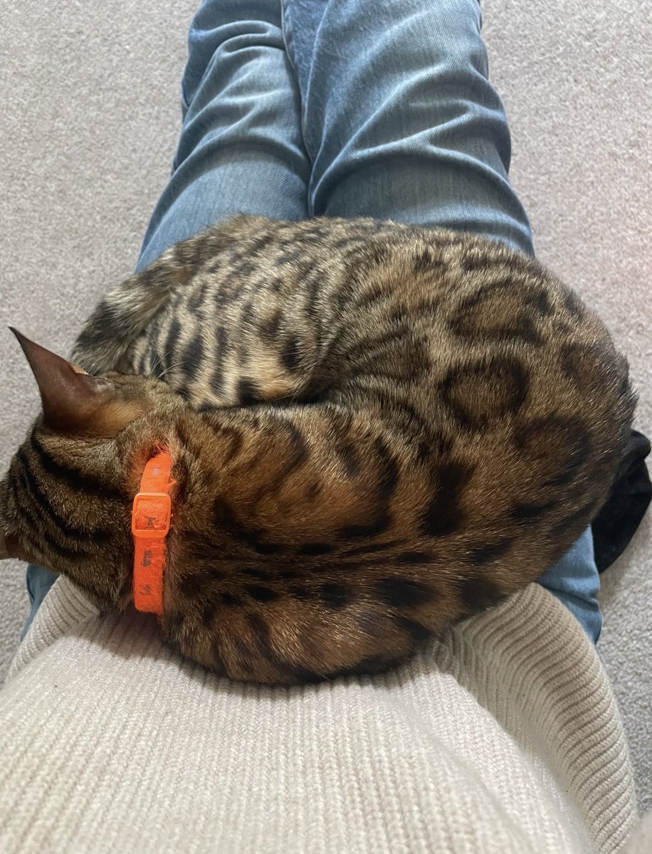 AmberStole96898's tweet photo. @MissingPetsGB @beautys_legacy @ChrisPackham4 @clarebalding 

👇This is Amber, Bengal cat. Amber suddenly went missing, with signs of theft. 

The impact has been utterly devastating 💔

Has anyone seen/bought Amber? She could be anywhere in the UK. 

RT RT RT to #bringAmberhome https://t.co/cltDZ0PSev