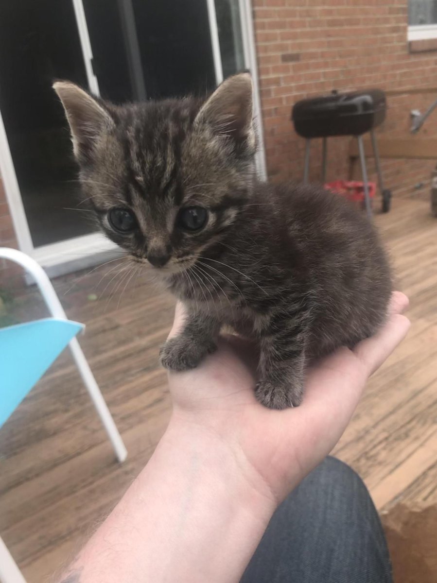 AntonnVerba's tweet image. Котёнок стал натыкаться на предметы, стены и мебель. Что  делать? eyevet.ru/kotyenok-stal-… #котёнок #котёнокплоховидит #болезникотят