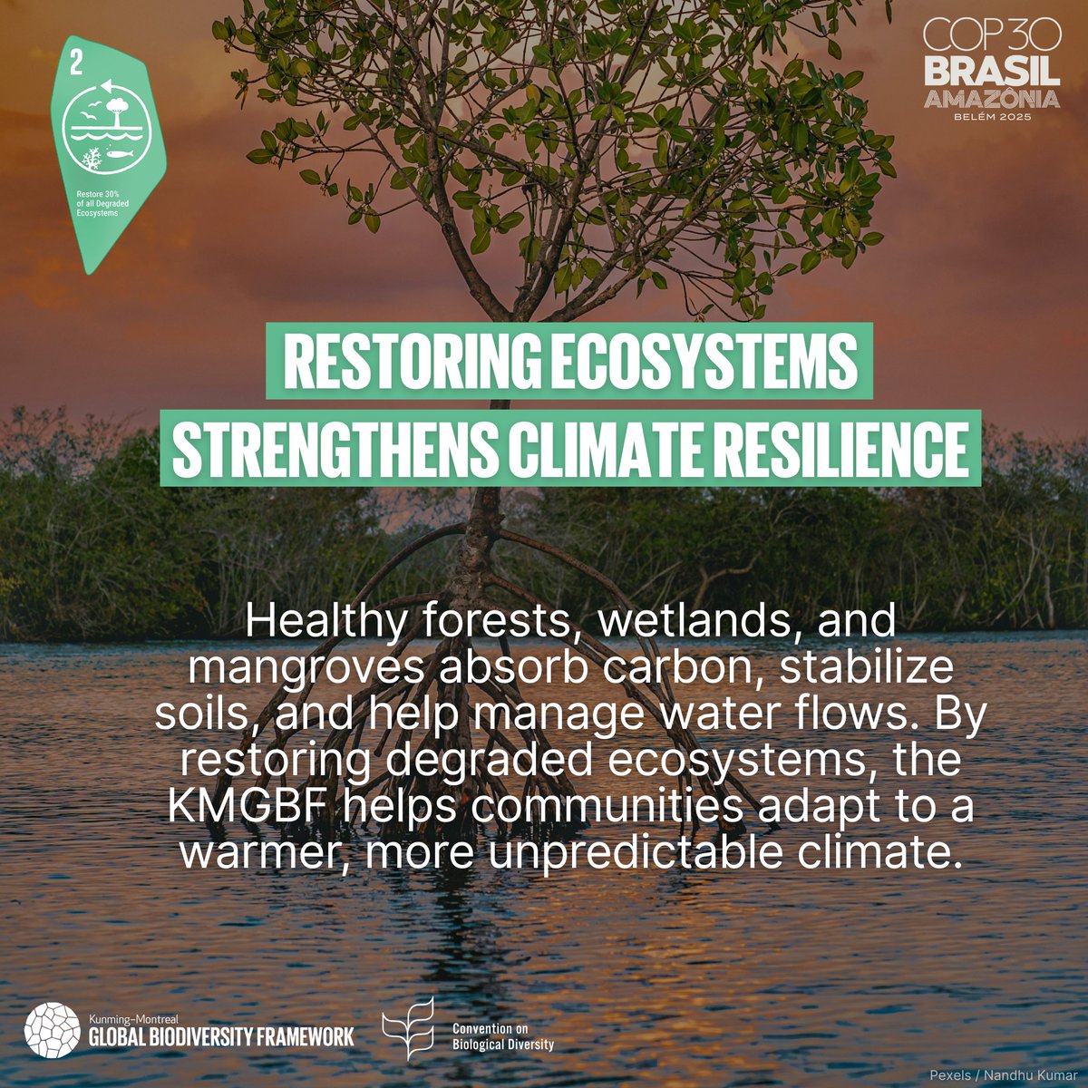 The #KMGBF is more than a biodiversity plan — it is a roadmap for