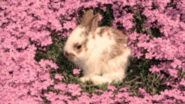 taehyorr's tweet image. ⋆. 𐙚 ˚ ASSUMI UM SP DO 0 (DE NOVO), a thread;  ── .𑣲🐇     
                      #loatwt #ldstwt