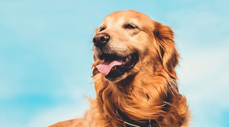 diffbrains's tweet image. What are the different types of #ServiceDogs? #Veterans

differentbrains.org/learning-about…