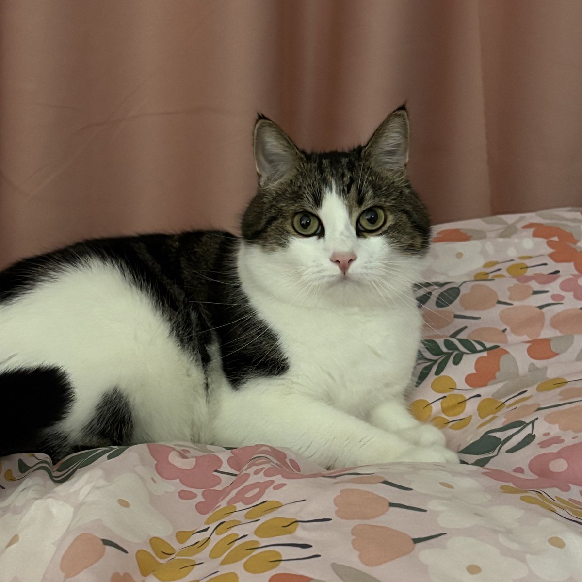 приехало новое постельное и новое одеяло, так что планируется раскайфовка 🤗
(кот не новый)