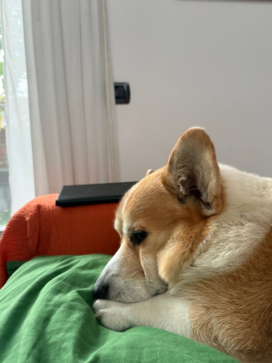 hoos_yerdaddy's tweet image. Cuddle time
.
.
.
#cheddar #corgi #welshcorgi