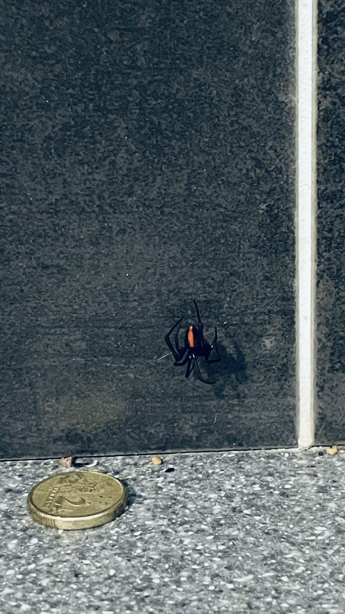 Shell Taylor tweet media