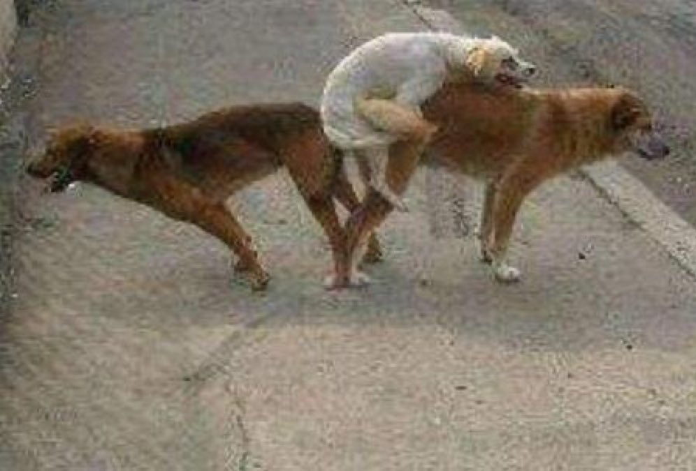 __DVader's tweet image. Tres exembajadores demócratas han decidido unir fuerzas para influir en los acontecimientos políticos y sociales de Guatemala.

#PactodeCorruptosyChuchos 
#Guatemala
#GuatemalaMereceAlgoMejor

#OnFire