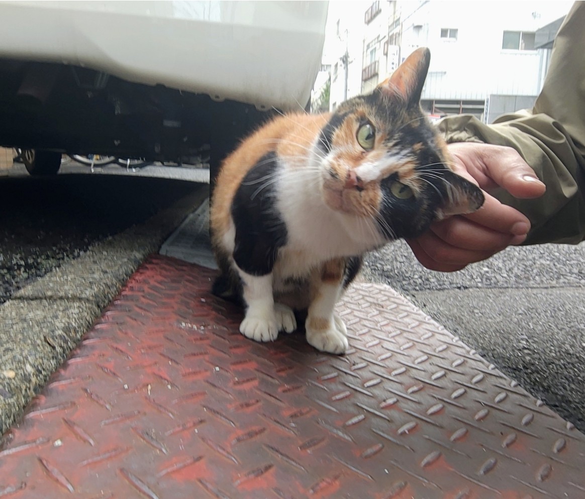 CROWSOFGANGSTA's tweet image. あざとい。が、それが良い←