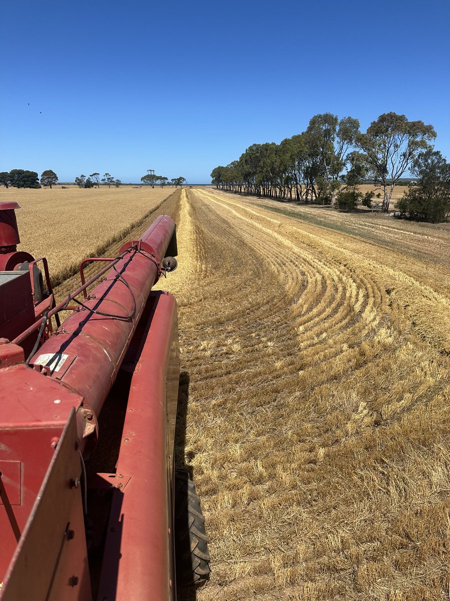 DaleBascomb's tweet image. Working bloody perfectly, slow, but no grain coming out the back, Aircon needs a regas, was sweating bullets…