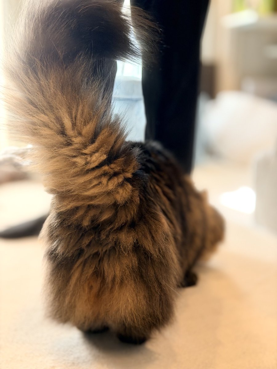 コロコロタイムですよ
おはようございます🌱