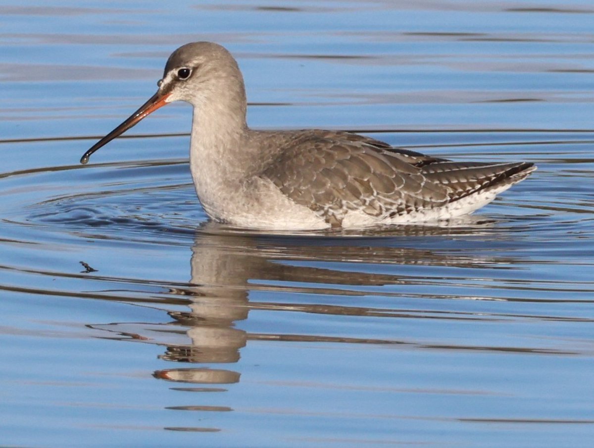 Dr Emma Preece tweet media