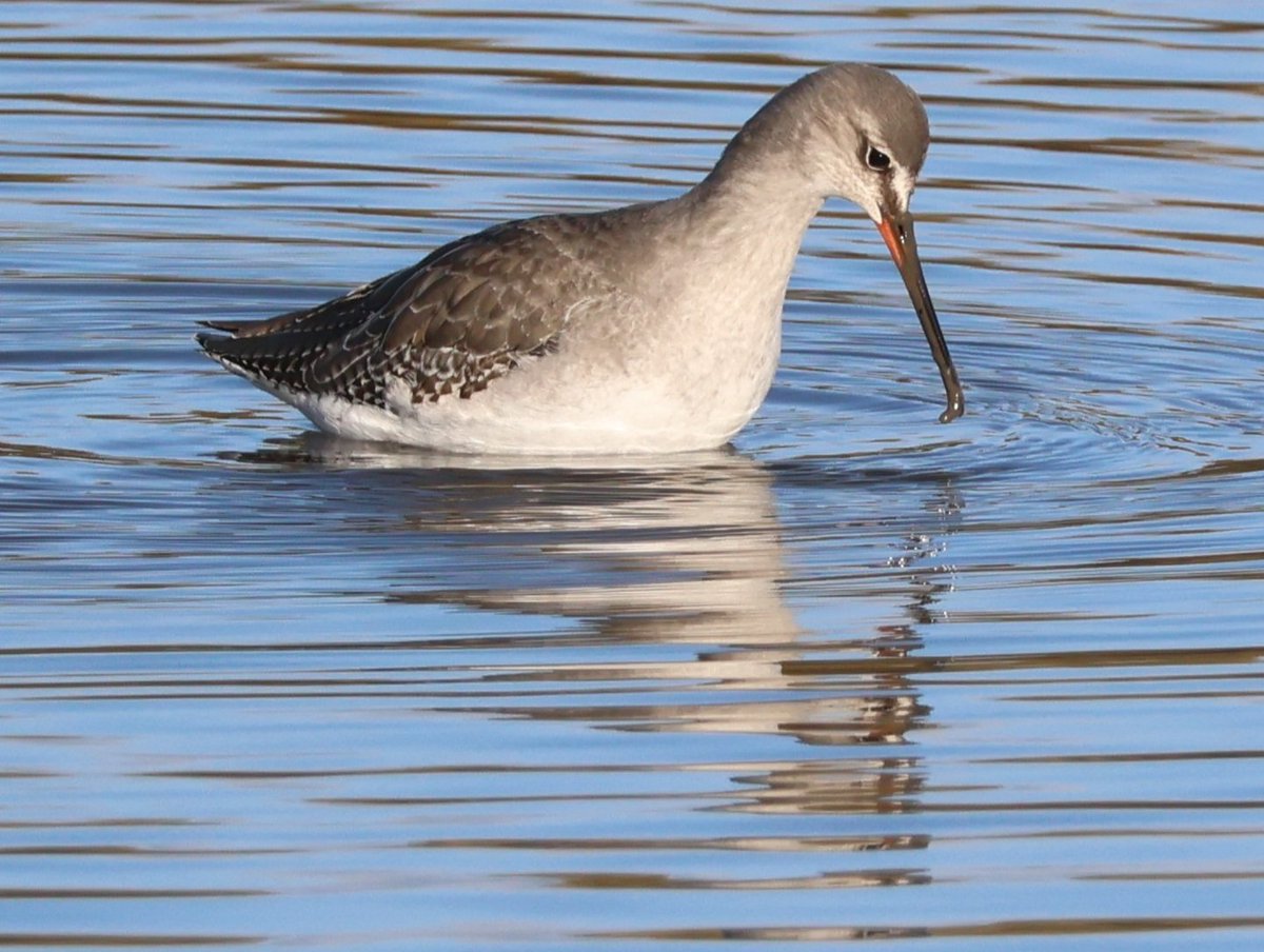 Dr Emma Preece tweet media