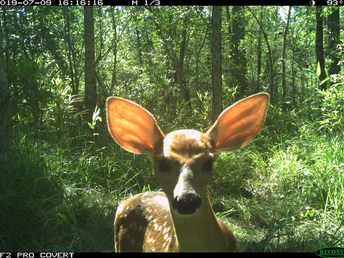 Trail_Cams's tweet photo. https://t.co/oYpvoPCoym