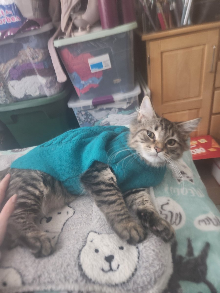 charlotte got to try on some of lina's old sweaters today. she was adorably confused by the little fashion show and i'm pretty sure she is plotting revenge.