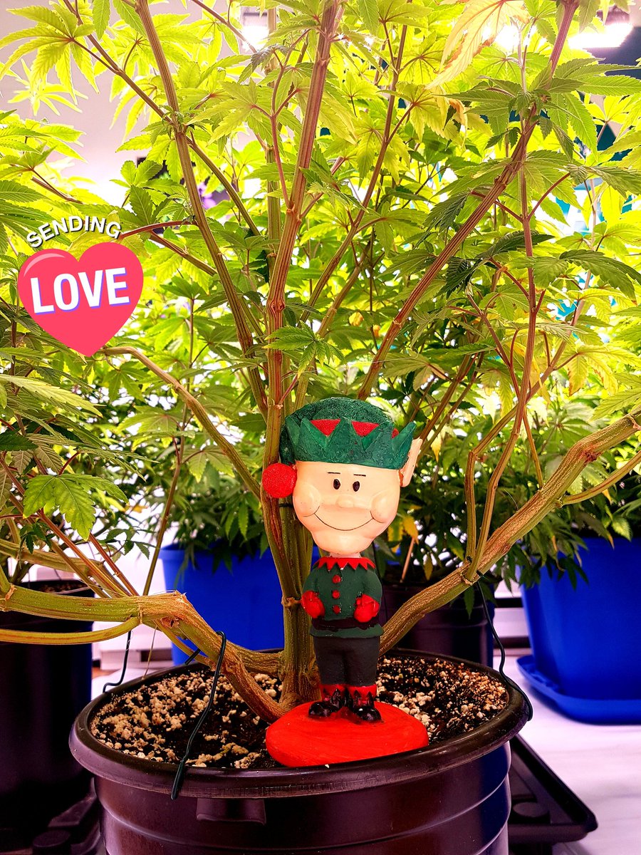 Peace love cannabis stay lifted happy growing everyone