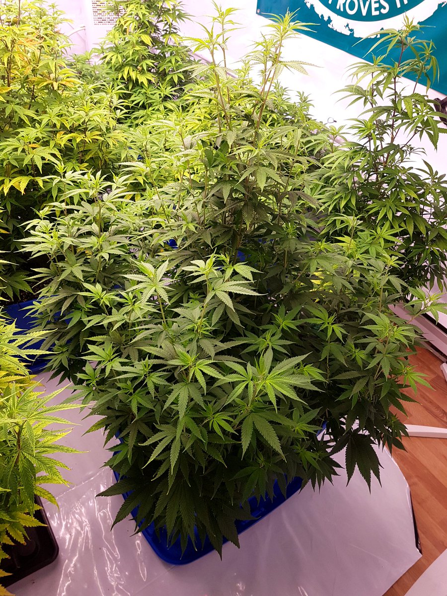 My big ladies are now in bloom