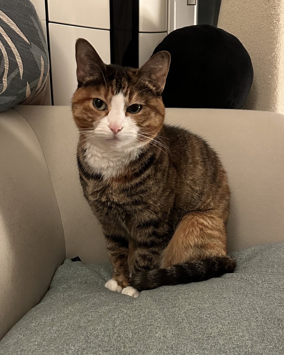 v2soo2's tweet image. 사연있는 고양이 가틈