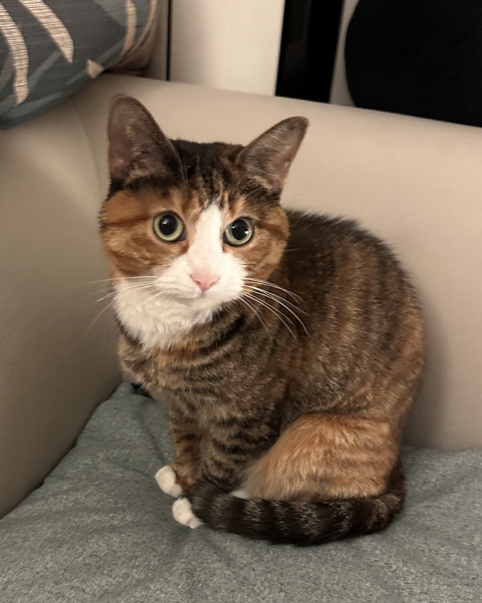 v2soo2's tweet image. 사연있는 고양이 가틈