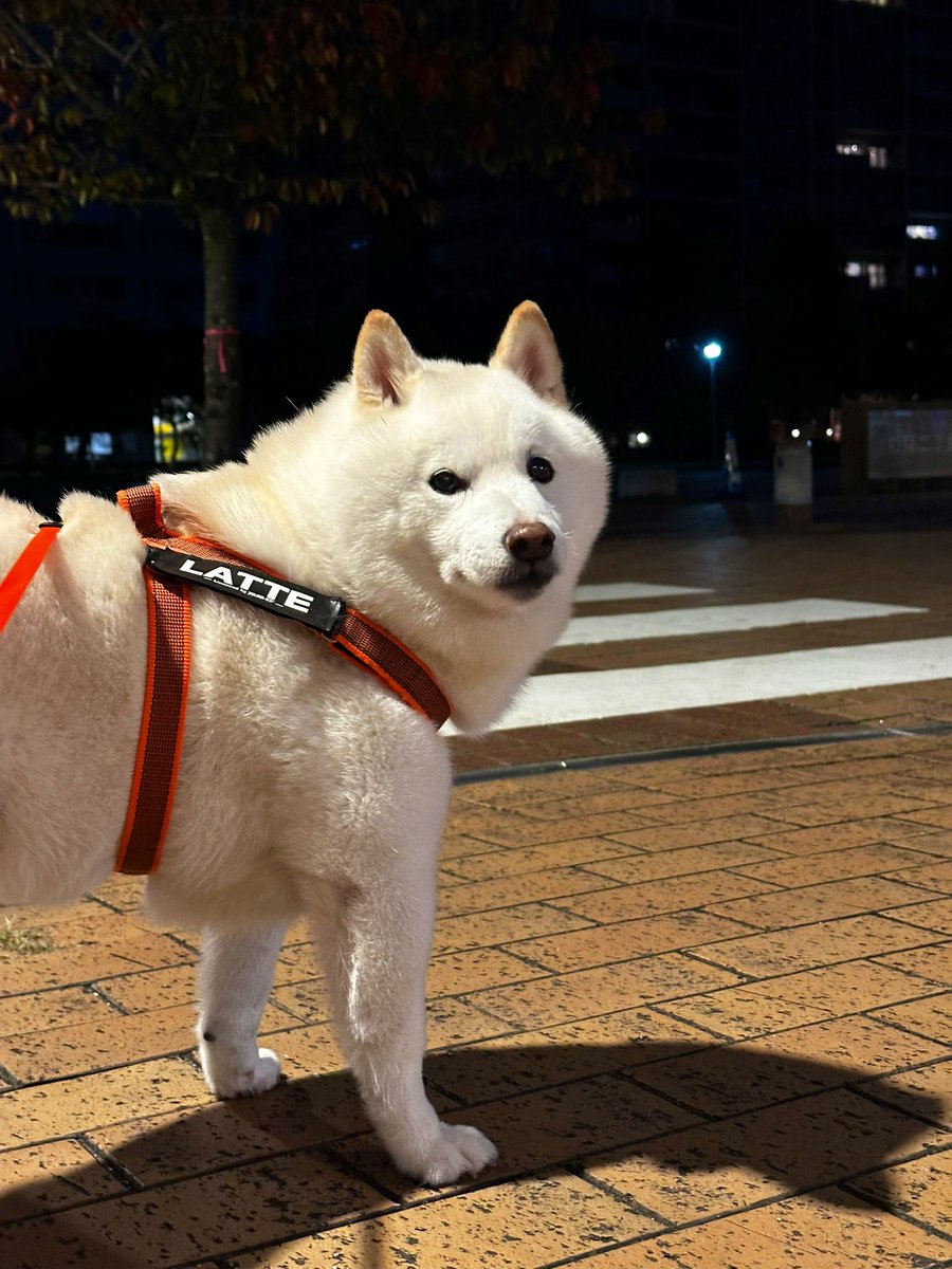 Galileo (@trance0910) / Posts / X