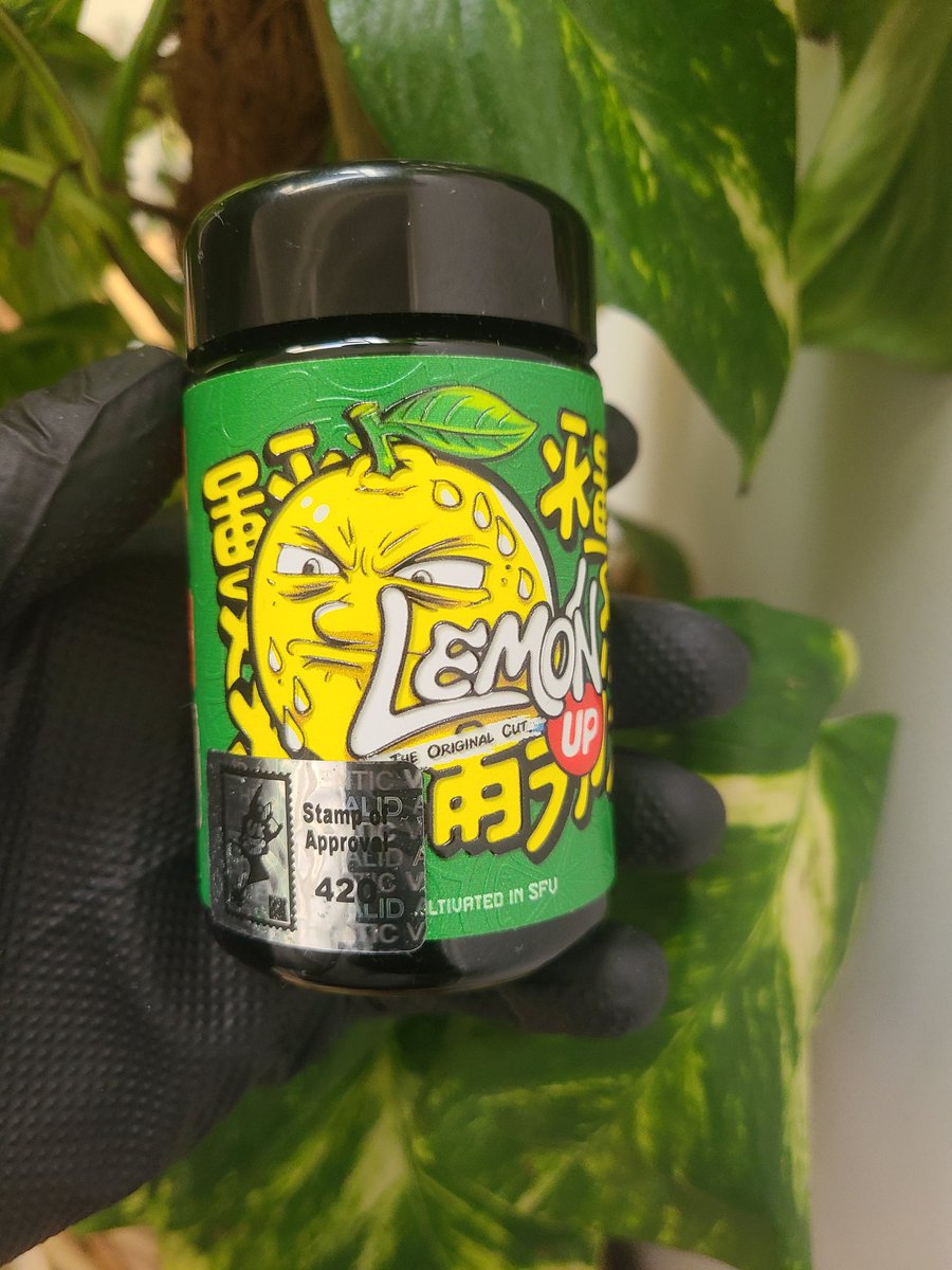 Started my day correctly today 😍

Lemon Up 🍋🆙️ by Rare.Exotics 

Via <a href="/stonedislanduk/">Stonedislanduk®️</a>