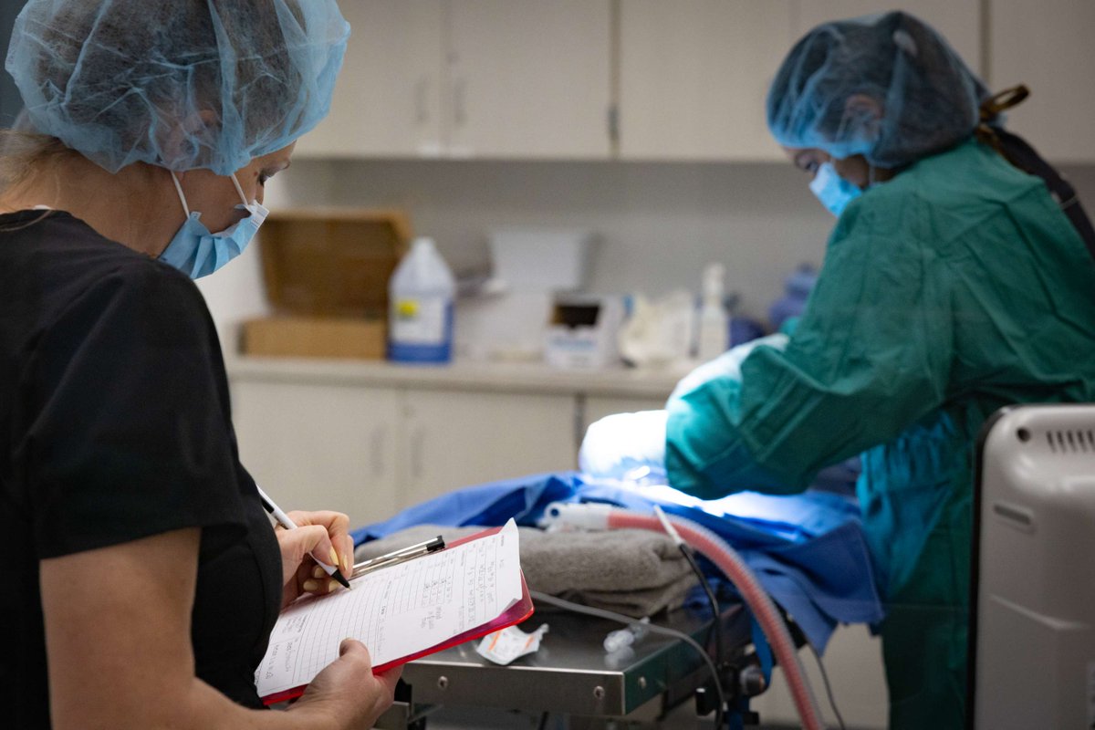 🐾 Hands-on learning alert! Yesterday, our Pre-Veterinary Science seniors put their skills to the test assisting w/ spay &amp; neuter procedures on shelter cats - gaining real-world experience while helping animals in need. #PreVet #AnimalScience #CareerReady #PolarisMeansJobs💪