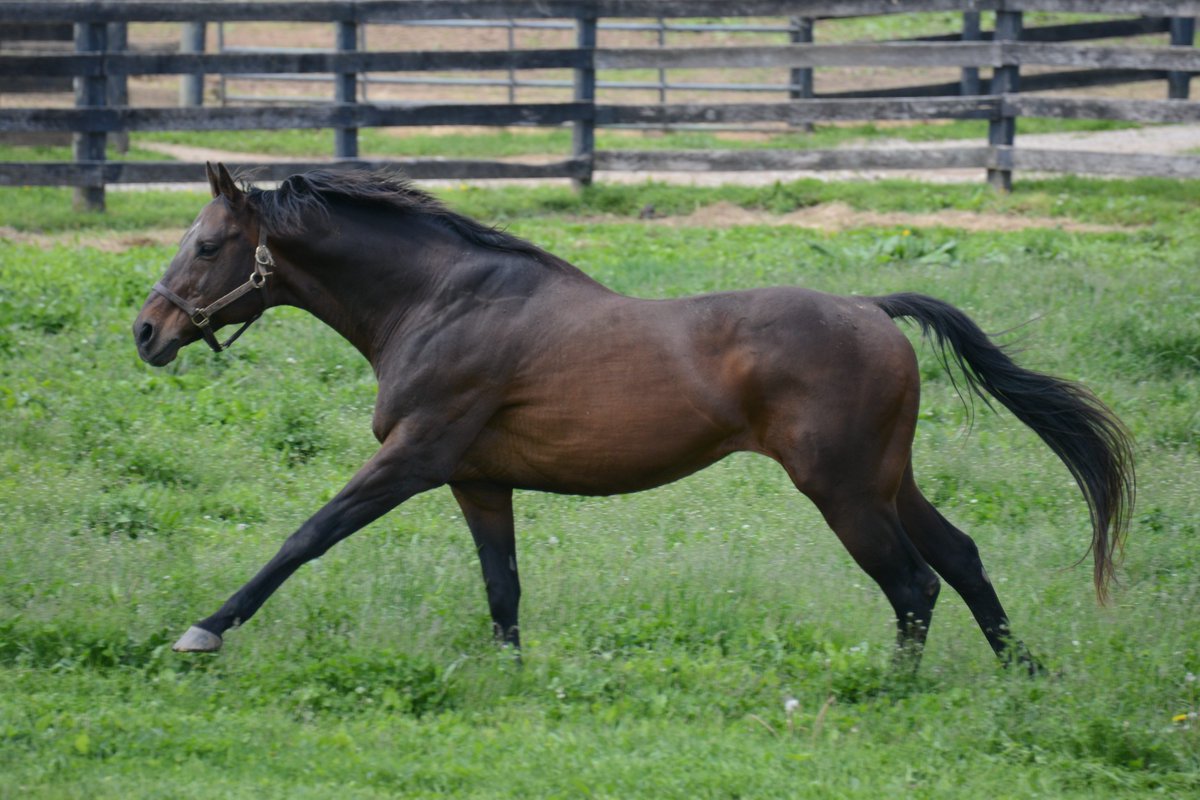 Oldfriendsfarm's tweet image. We are devastated to share the passing of Touch Gold, the 1997 @BelmontStakes winner, who succumbed to the infirmities of old age at 31.

Tough, intelligent, determined, &amp;amp; courageous, he embodied the very spirit of a champion on the track and in retirement. 

📸 @battles_laura