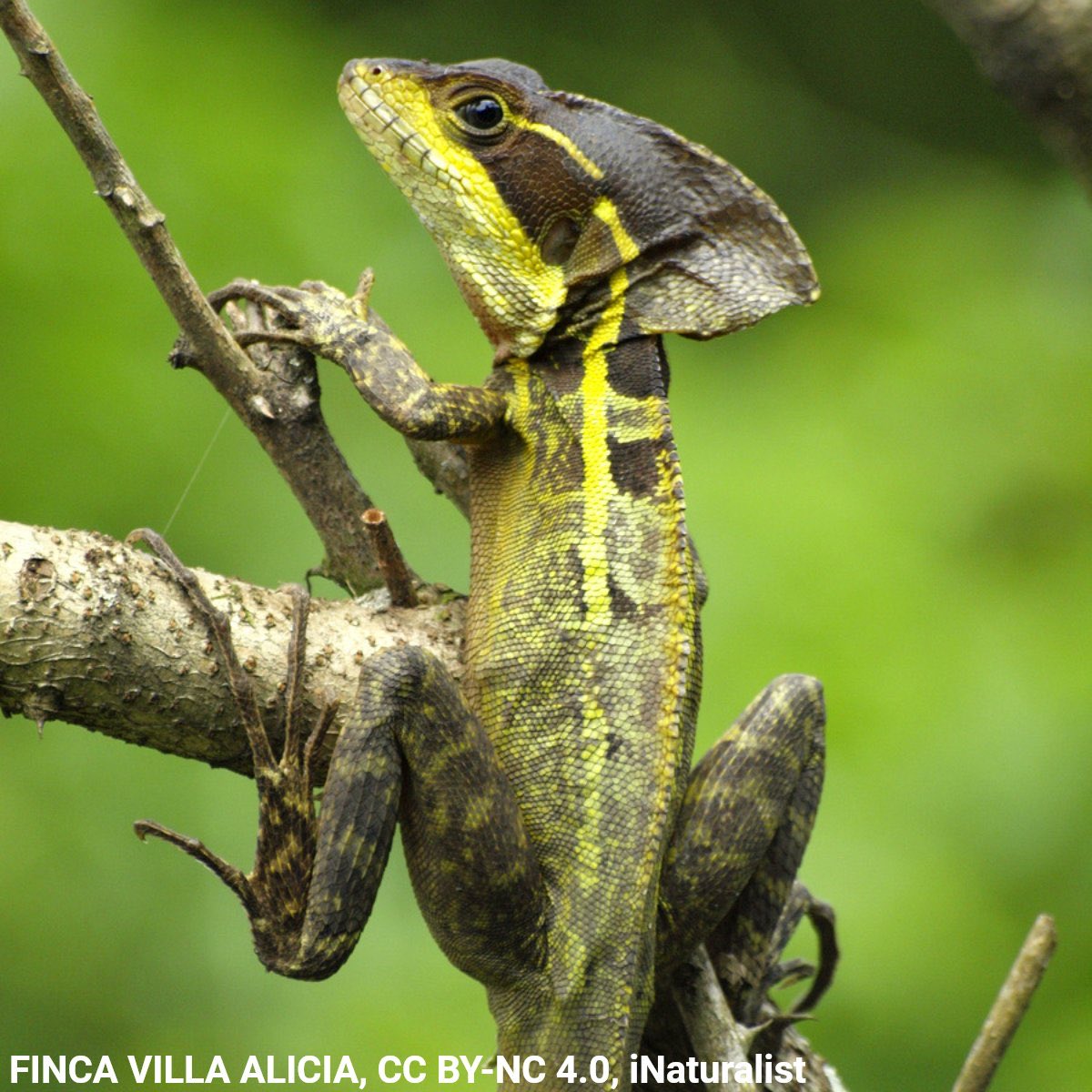 Meet the brown basilisk! Growing ~2 ft (0.6 m) long, this lizard can often be found darting through the trees. And it’s just as quick when running or swimming: In fact, by moving rapidly &amp; creating air pockets with its long rear toes, it can dash across water without sinking.