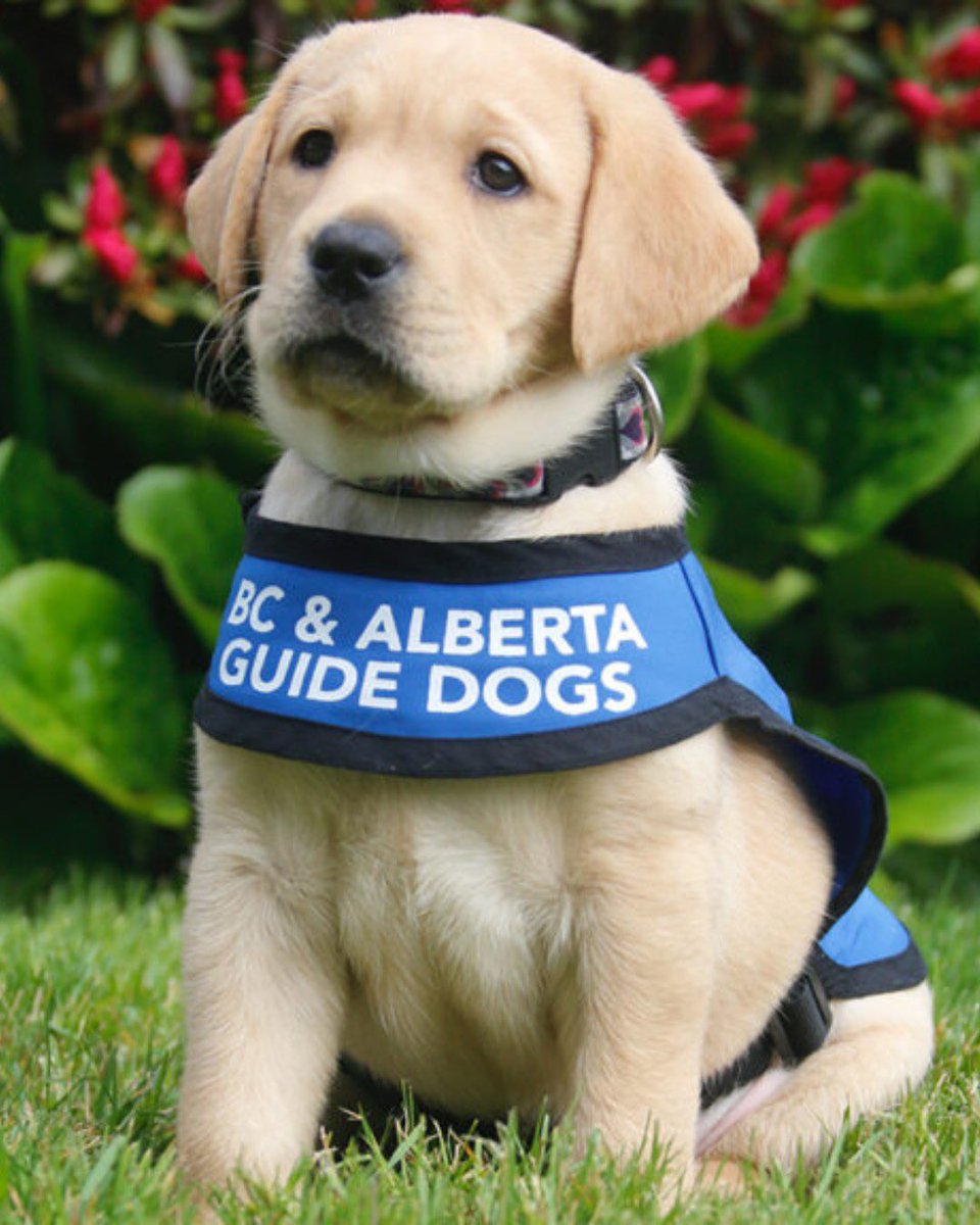 Very pleased to be welcoming a support dog to the <a href="/CityofPoCo/">City of Port Coquitlam</a> Fire Department!

In partnership with BC &amp; Alberta Guide Dogs, this will be the first of its kind in the Lower Mainland! The support dog will support the mental health and well-being of Fire Fighters, as well as