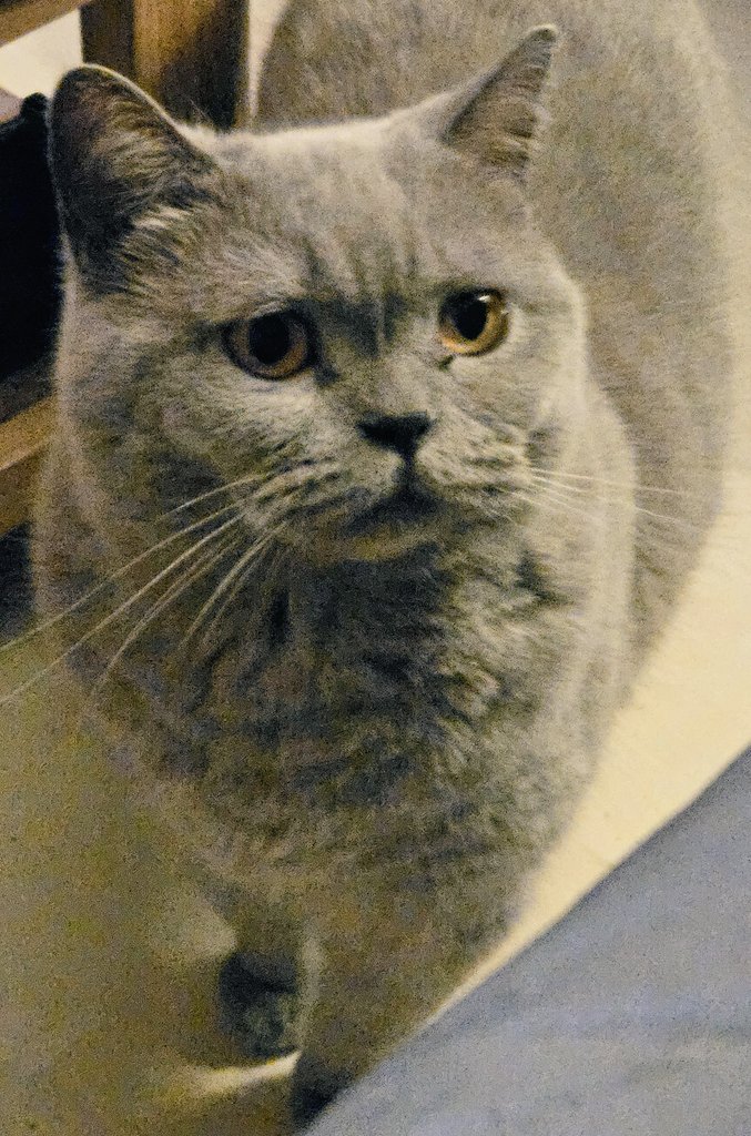 LilyRusty1's tweet image. 💕🐈‍⬛️🐾 Goodnight to all my fur friends sweet dreams 💤 love from Lily 🐾🐈‍⬛️💕

#CatsOfTwitter #CatsOnTwitter #Cat #cats