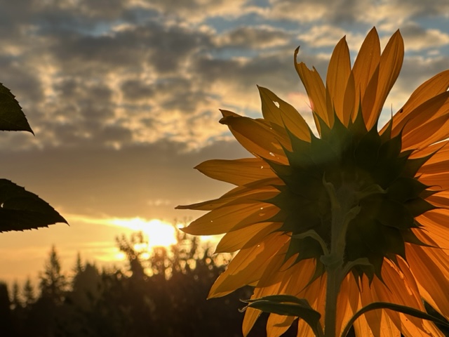 A sunny sunflower sunrise to end the week with more smiles!

Much goodness and favor to you friends :)