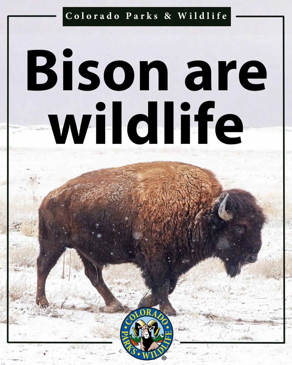 COParksWildlife's tweet image. We’re preparing Colorado for the possibility that wild bison could once again roam here by reclassifying them as both wildlife and livestock 🦬