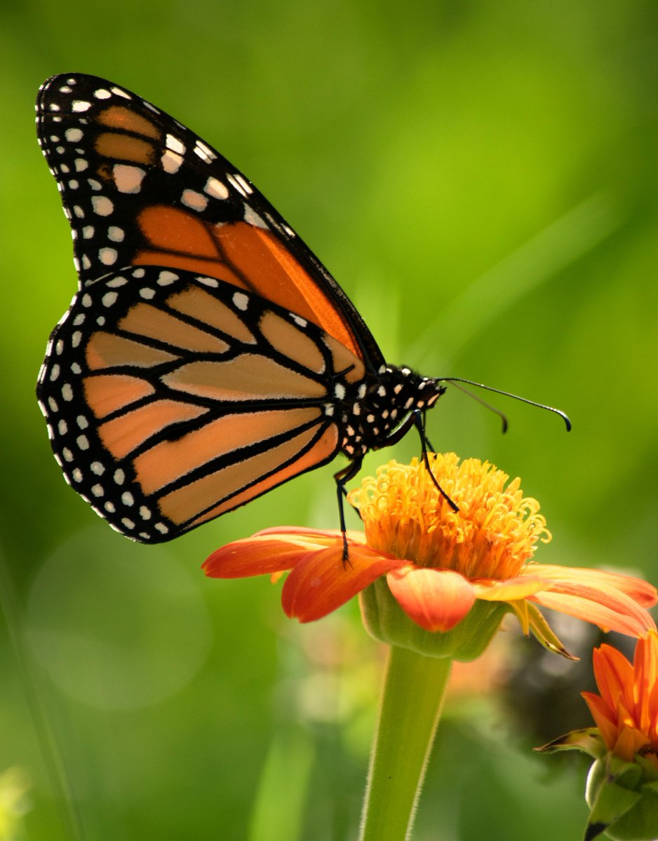 CanadianmediaA's tweet image. Monarch butterflies migration mapped along Texas highways; 
#Appliedresearch #fieldobservations #habitatinteractions #Migration #migrationroutes #Monarchbutterflies #statewideimpact #Texashighways #winddata #windpatterns