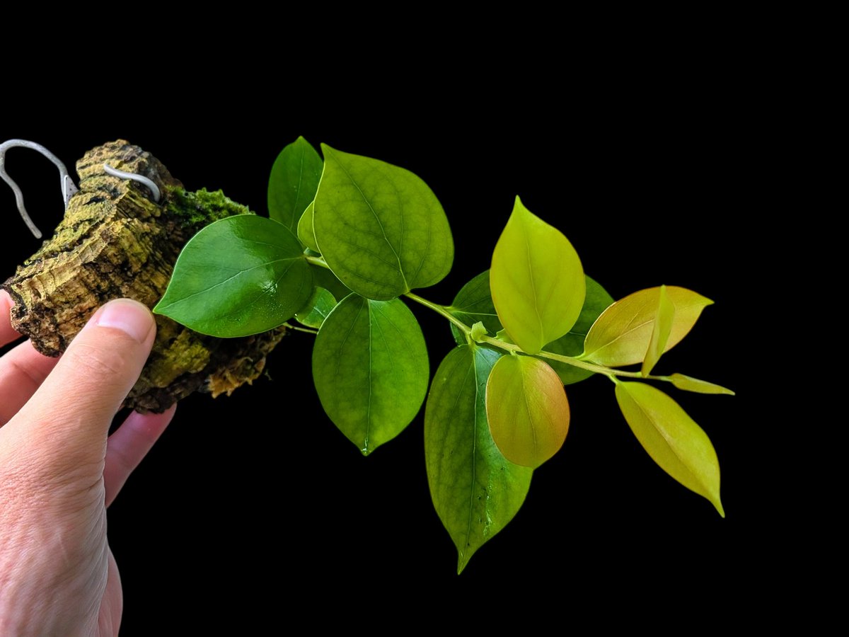 Disterigma sp 'Gualaceo' ディステリグマ 着生ツツジ Disterigma sp