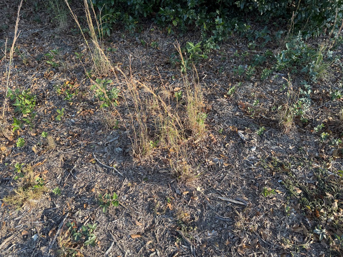 Growing all around my house… might be a lucrative side gig…