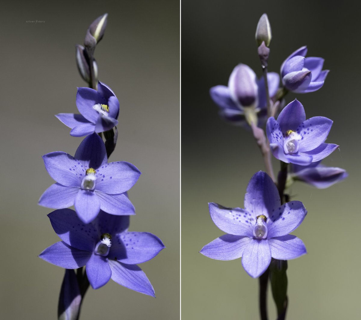 Spotted sun orchids (Thelymitra ixioides) near the Genoa River, E. Gippsland, VIC. Most spotted suns at this location have fewer smaller flowers than these more robust plants (which are a bit closer to the typical coastal forms growing around Mallacoota). #Orchids #OzPlants