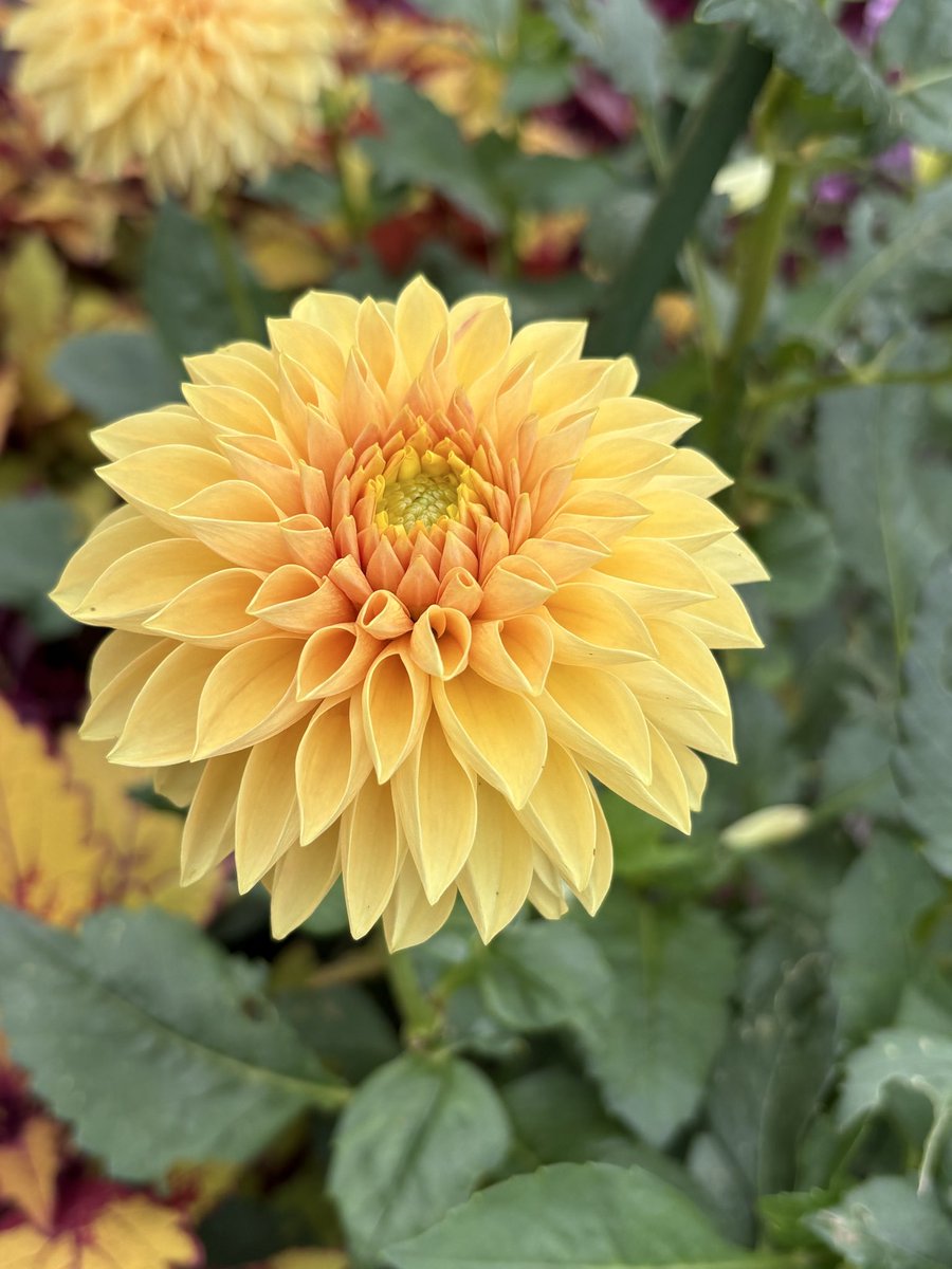 ☆ きのぴ☺︎ さま　専用　☆ 楽天市場】とびだせ！ブロックおにぎり /【コンパクト便】/おにぎり