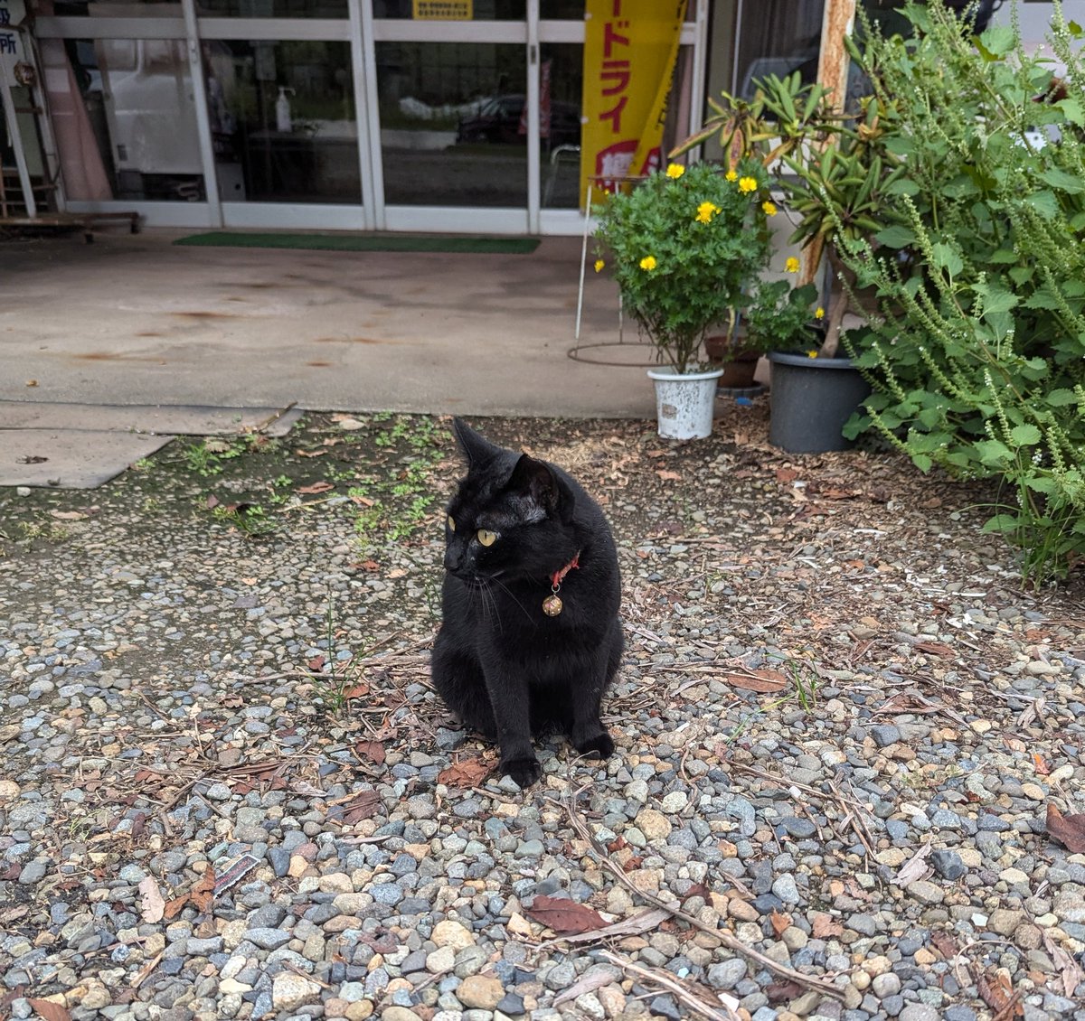 ドライブイン大和にいた黒猫ちゃん、 これぞまさしく「クロネコヤマト
