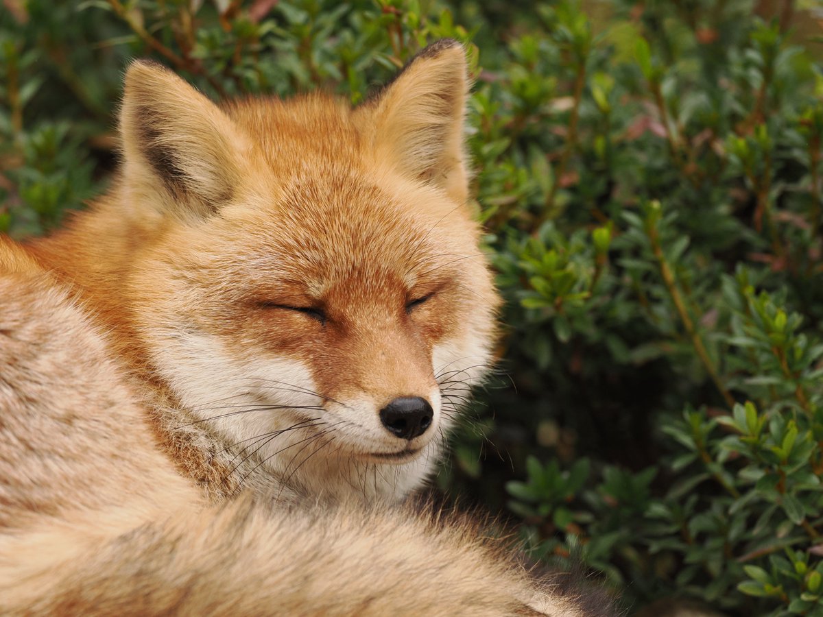 gomakomame (@gomakomame) / Posts / X